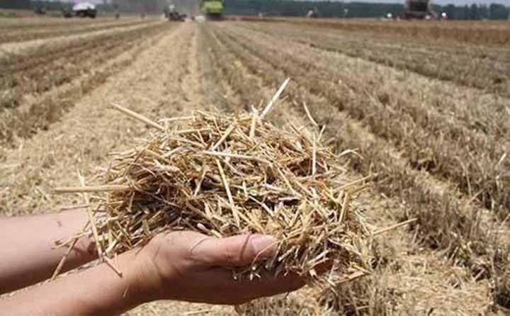 粉碎后的秸秆可以还田作为肥料增加土壤养分