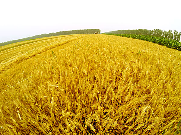 我国秸秆资源丰富