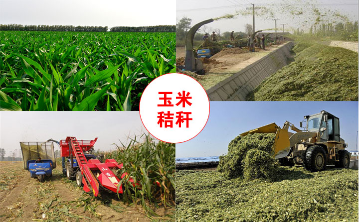 玉米秸秆 玉米秸秆