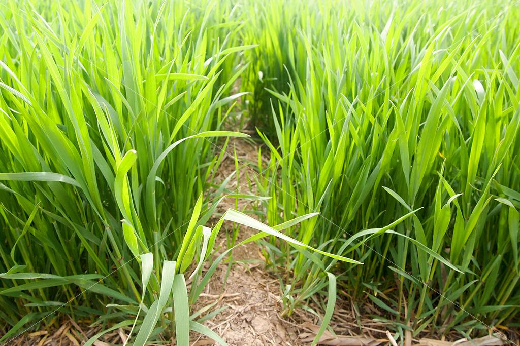 生物质资源丰富