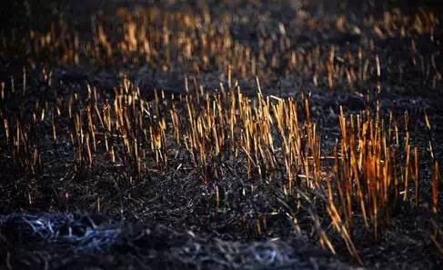 生长在焚烧后的土地中的作物，产量会有所降低
