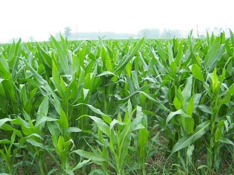 我国生物质资源丰富