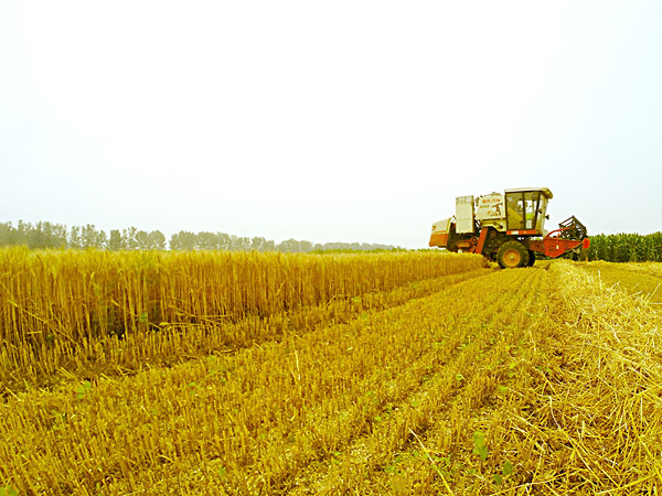 我国生物质能源丰富取之不尽