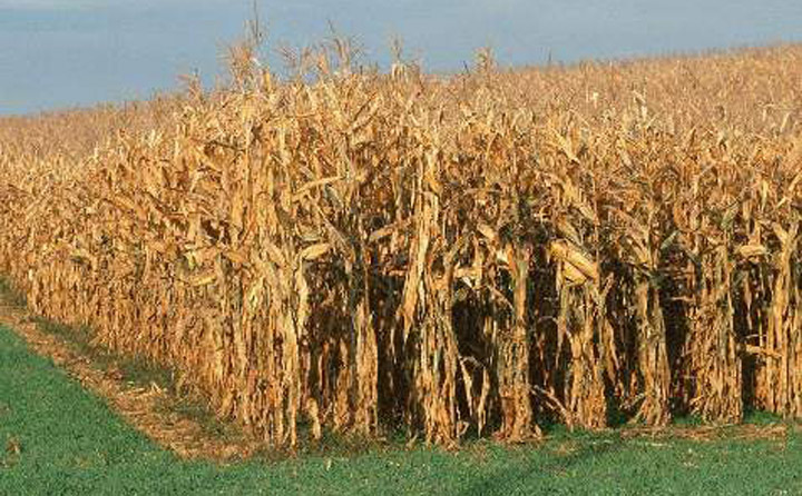 生物质能源丰富