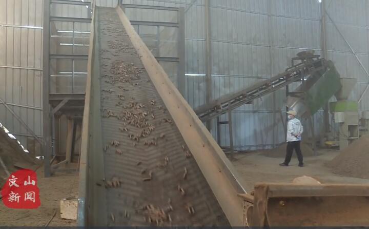 在广南县那洒镇生物质颗粒燃料加工厂，粉碎机、输送带、木屑造?；柿魉咦饕?，将桔杆、枯木等可燃材料加工成颗粒状成品对外出售.jpg
